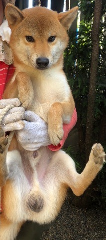 f:id:animal_protections:20190809153628j:plain