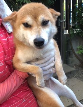 f:id:animal_protections:20190809154506j:plain