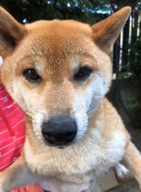 f:id:animal_protections:20190809154639j:plain f:id:animal_protections:20190809154639j:plain