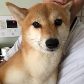 f:id:animal_protections:20190809155440j:plain