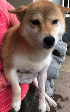 f:id:animal_protections:20190809155502j:plain