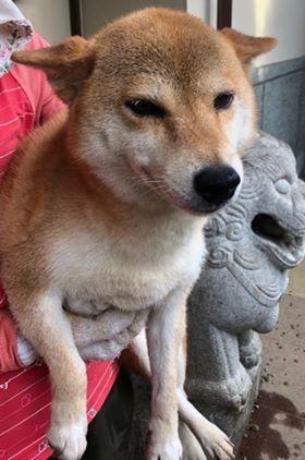 f:id:animal_protections:20190809155514j:plain