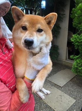 f:id:animal_protections:20190809155526j:plain