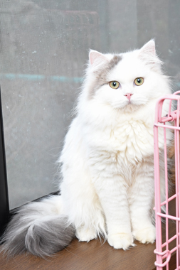 f:id:animal_protections:20200104155009j:plain f:id:animal_protections:20200104155009j:plain