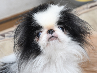 f:id:animal_protections:20200113142639j:plain f:id:animal_protections:20200113142639j:plain