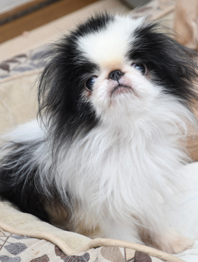 f:id:animal_protections:20200113142758j:plain f:id:animal_protections:20200113142758j:plain