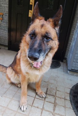 f:id:animal_protections:20200519212836j:plain f:id:animal_protections:20200519212836j:plain