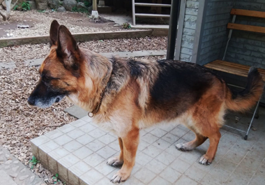 f:id:animal_protections:20200519212954j:plain f:id:animal_protections:20200519212954j:plain