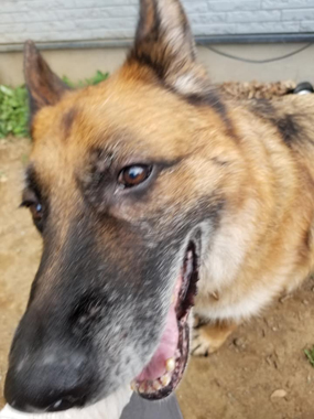 f:id:animal_protections:20200519213020j:plain f:id:animal_protections:20200519213020j:plain
