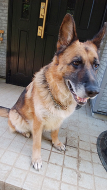 f:id:animal_protections:20200519213322j:plain f:id:animal_protections:20200519213322j:plain