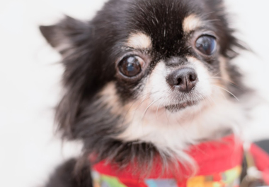 f:id:animal_protections:20200520111051j:plain f:id:animal_protections:20200520111051j:plain