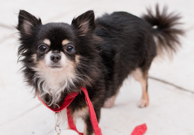 f:id:animal_protections:20200520111107j:plain f:id:animal_protections:20200520111107j:plain