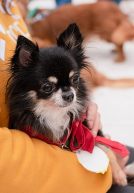 f:id:animal_protections:20200520111137j:plain