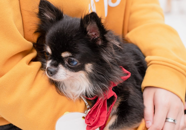 f:id:animal_protections:20200520111223j:plain f:id:animal_protections:20200520111223j:plain