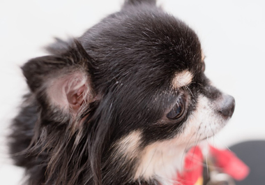 f:id:animal_protections:20200520111242j:plain f:id:animal_protections:20200520111242j:plain