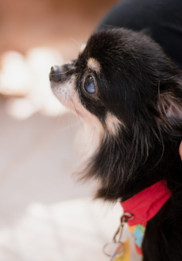 f:id:animal_protections:20200520111612j:plain f:id:animal_protections:20200520111612j:plain