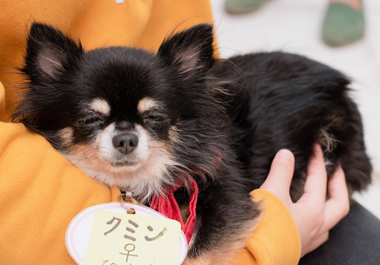 f:id:animal_protections:20200520111626j:plain f:id:animal_protections:20200520111626j:plain
