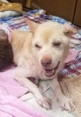 f:id:animal_protections:20200523111009j:plain