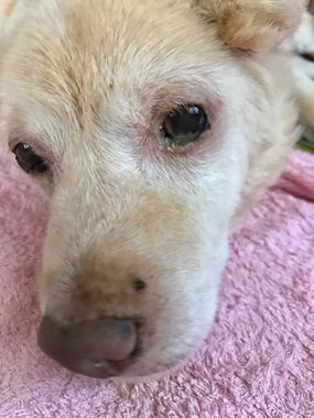 f:id:animal_protections:20200523111027j:plain