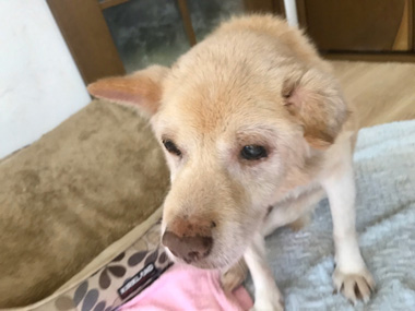 f:id:animal_protections:20200523111041j:plain