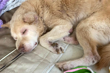 f:id:animal_protections:20200523111054j:plain