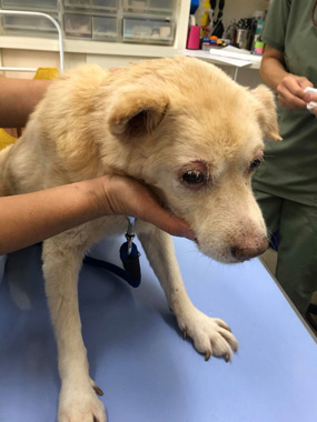 f:id:animal_protections:20200523111215j:plain