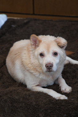 f:id:animal_protections:20200523111230j:plain