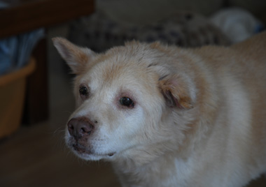 f:id:animal_protections:20200523111243j:plain
