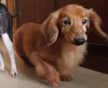 f:id:animal_protections:20200523171104j:plain