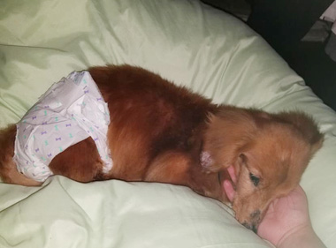 f:id:animal_protections:20200523171116j:plain