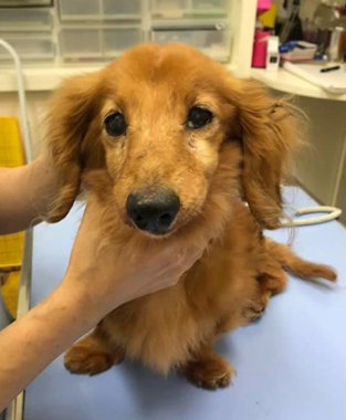 f:id:animal_protections:20200523171130j:plain