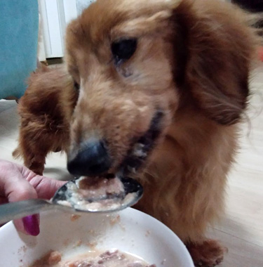 f:id:animal_protections:20200523171141j:plain