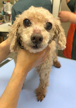 f:id:animal_protections:20200523171429j:plain
