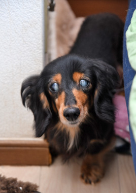 f:id:animal_protections:20200523180222j:plain