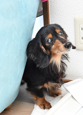 f:id:animal_protections:20200523180236j:plain f:id:animal_protections:20200523180236j:plain