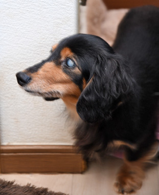 f:id:animal_protections:20200523180252j:plain