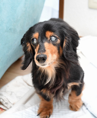 f:id:animal_protections:20200523180320j:plain f:id:animal_protections:20200523180320j:plain