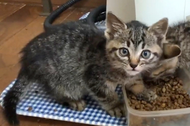 f:id:animal_protections:20200627001602j:plain