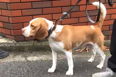 f:id:animal_protections:20200722214307j:plain