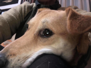 f:id:animal_protections:20210208213836j:plain