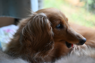 f:id:animal_protections:20210622065342j:plain