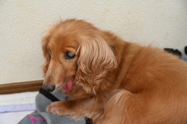 f:id:animal_protections:20210622065402j:plain