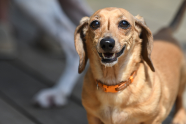 f:id:animal_protections:20210630091800j:plain