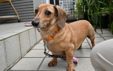 f:id:animal_protections:20210630091811j:plain