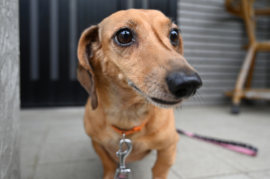 f:id:animal_protections:20210630091821j:plain