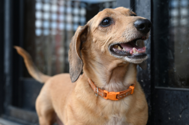 f:id:animal_protections:20210630091834j:plain