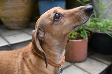 f:id:animal_protections:20210630091846j:plain