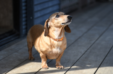 f:id:animal_protections:20210630091901j:plain