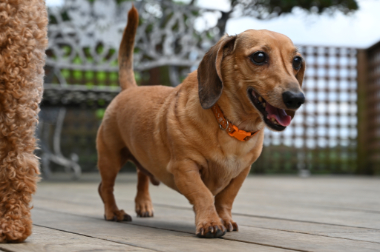 f:id:animal_protections:20210630091912j:plain
