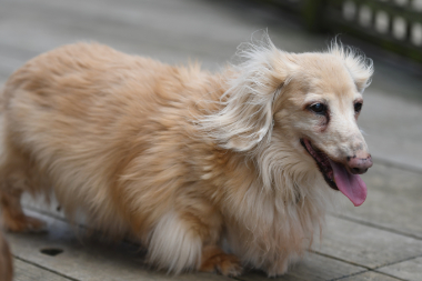 f:id:animal_protections:20210717153106j:plain